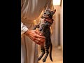Jesus saves a kitten #jesus #oração #oração #oraçãodanoite #oraçãodanoite