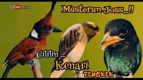 MASTERAN JOSS || CILILIN VS KENARI VS TENGKEK BUTO