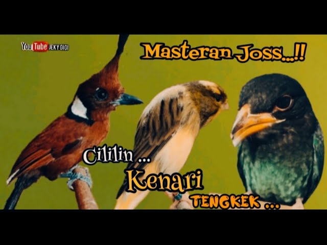 MASTERAN JOSS || CILILIN VS KENARI VS TENGKEK BUTO class=