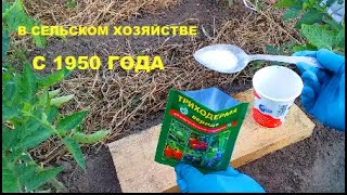 КАК заселить ТРИХОДЕРМУ в огород? Под КАКИЕ культуры? Мой положительный опыт.