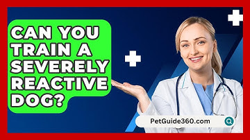 Can You Train A Severely Reactive Dog? - PetGuide360.com