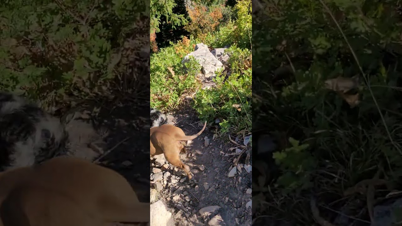 AUSSIE PUPS - NOKI AND NAULI NAJA 