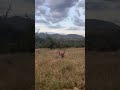 Buck Runs into Hidden Leopard