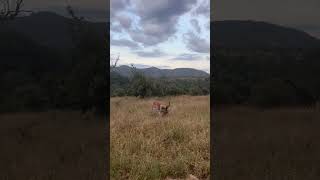 Buck Runs Into Hidden Leopard