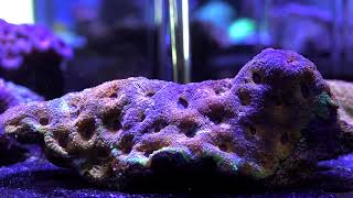 During my trip to the middle east, i dropped into what was told
premiere saltwater fish store in dubai.- bpk. had camera crew with me,
and her...