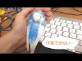 ちょっと強引に飼い主で暖をとるインコ