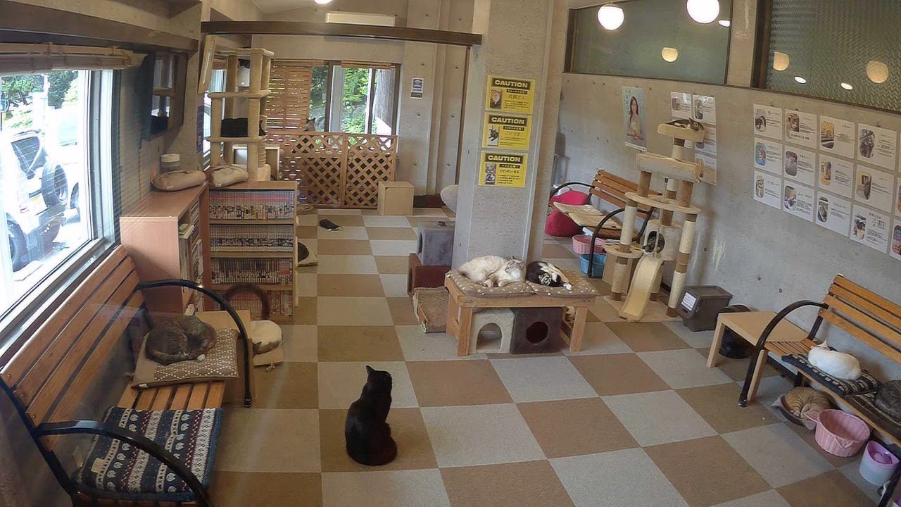 猫部屋ライブねこカフェにゃおん5 3 Youtube