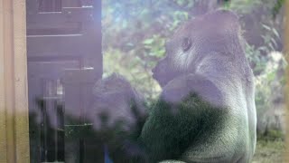 Papa gorilla Momotaro, boasting of his beautiful voice to his keeper? Date taken: 2024.5.12