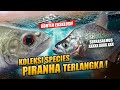 Episode kolektor  species ikan predator piranha satu  satunya di indonesia  hattrick hobbyist 