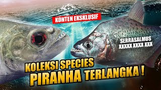 EPISODE KOLEKTOR !! SPECIES IKAN PREDATOR PIRANHA SATU  SATUNYA DI INDONESIA | HATTRICK HOBBYIST !