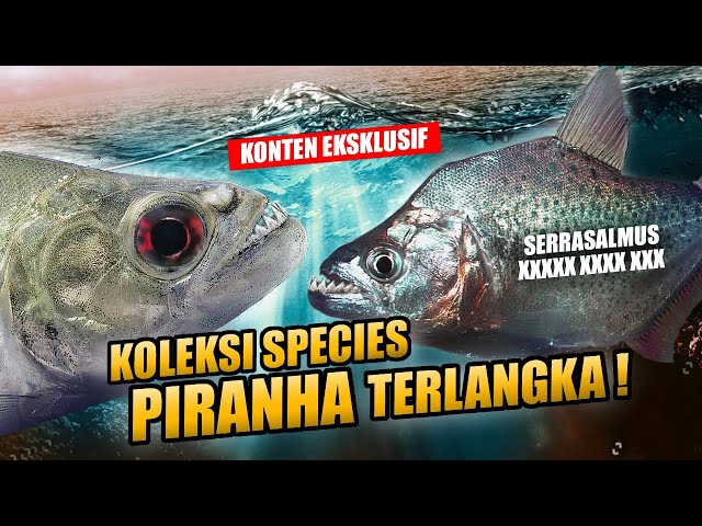 EPISODE KOLEKTOR !! SPECIES IKAN PREDATOR PIRANHA SATU - SATUNYA DI INDONESIA | HATTRICK HOBBYIST ! class=
