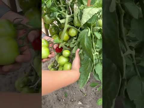 Сердцеедка #сад #дача #огород #семенаалтая