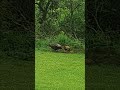 LONE SURVIVOR , Only #turkey #poult  #living #coyotes #foxes #got #the #rest #shortsfeed #shorts