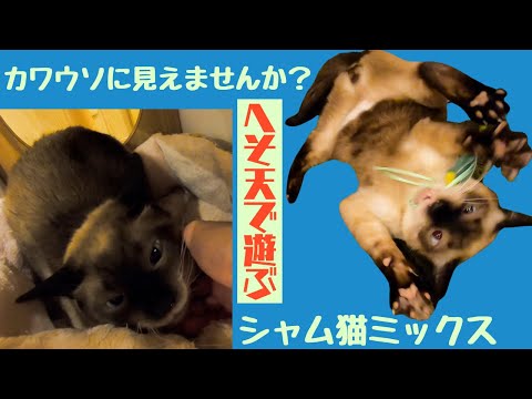 カワウソに似てるシャム猫ミックスぽっちゃり体型でもへそ天で遊ぶ(保護猫カフェ猫の恵庭）難波　Siamese cat mix that looks like an otter plays a lot