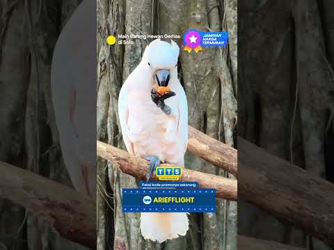 AKHIRNYA BISA KETEMU HEWAN GEMAS DI SOLO SAFARI LAGI!   - AKHIRNYA BISA KETEMU HEWAN GEMAS DI SOLO SAFARI LAGI!  
