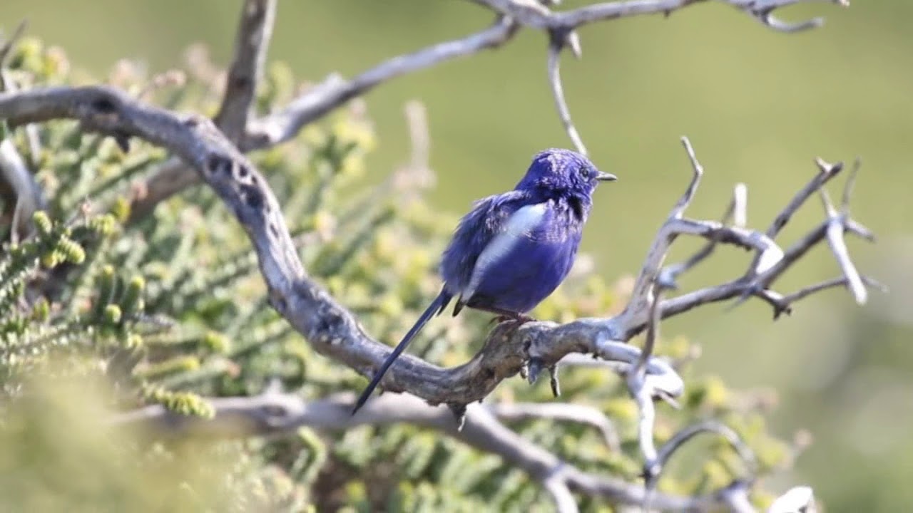 White Winged Fairywren 