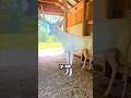 EL ANIMAL MAS RARO DEL MUNDO