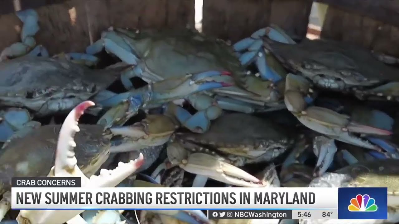 New Summer Crabbing Restrictions in Maryland NBC4 Washington YouTube