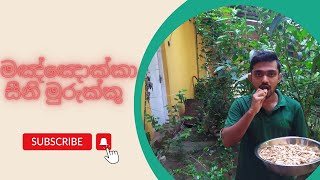 මඤ්ඤොක්කා සීනි මුරුක්කු - Cassava Sini Murukku #fypシ゚viral #1000subscriber #1millionaudition