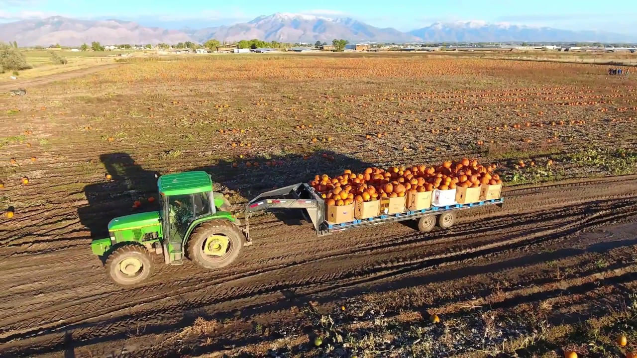 McFarland Family Farms Pumpkin Patch YouTube
