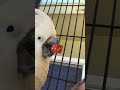 Cecil is rollin dice this rescued cockatoo wants the chloesanctuary to have a new home