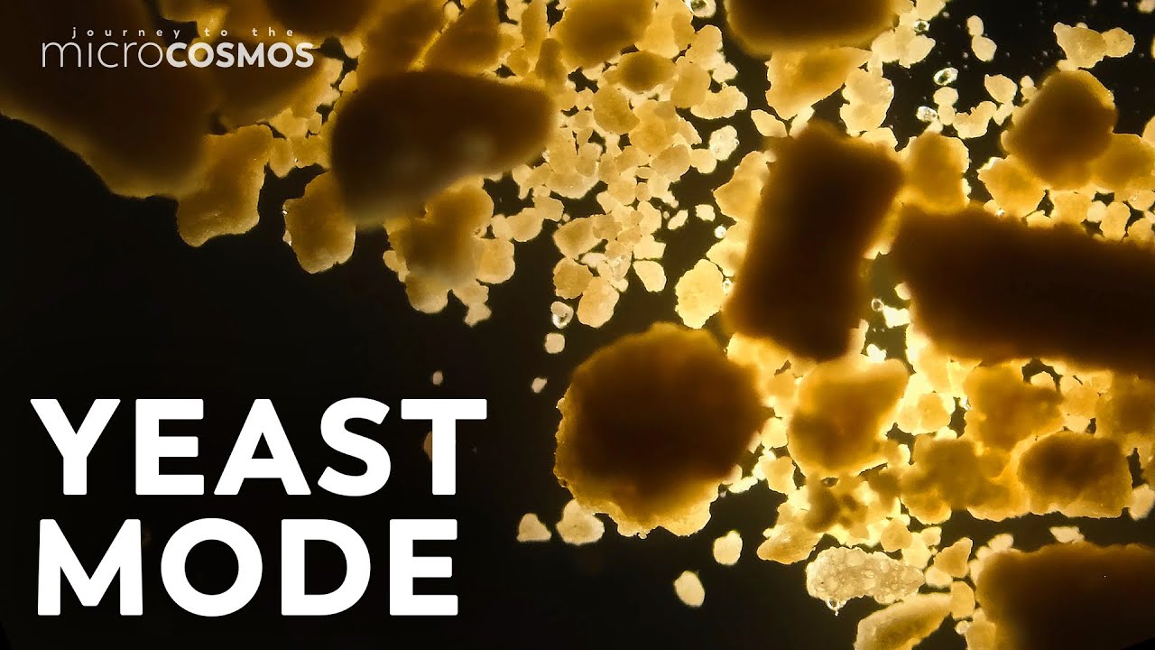 The Microbe You Eat All The Time
