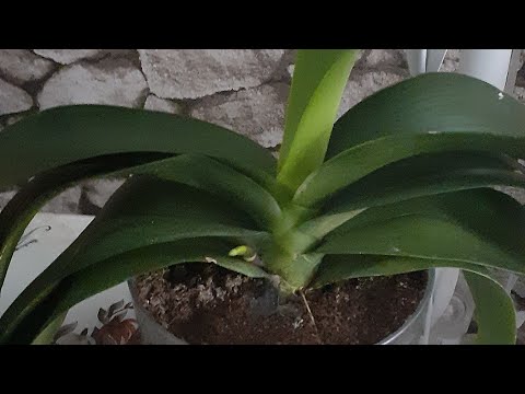 Video: Kuinka Toimia, Jos Orkidea On Haalistunut