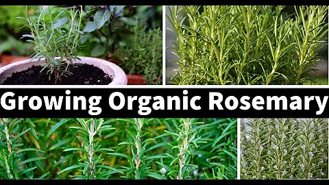 How To Grow Organic Rosemary In Pots/Containers