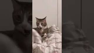 Cats Cat Shorts Kitten Viral