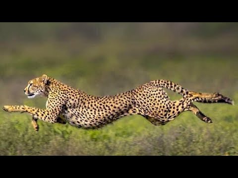 Βίντεο: Jaguar - ταχύτητα τρεξίματος. Ποιος είναι πιο γρήγορος: τσιτάχ ή τζάγκουαρ; Φωτογραφία ζώου τζάγκουαρ