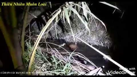 Câu cá lóc đêm bằng vịt con, cá táp đùng đùng || Snakehead Fishing With Ducklings