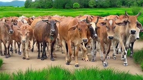 Video Menggiring Sapi Lembu di Gembala Kandang Peternakan Hewan di Pedesaan Sejuk – suara Sapi lucu