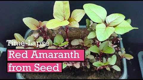 Witnessing a Garden Miracle: Watch How Amaranth Sprouts in Just Weeks!