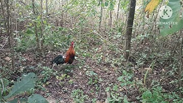 Bẫy gà rừng ngày 13-11-2025 mồi già đụng bổi già@sanbatdanhbaybinhthuan