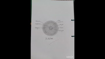 #Botany practical. - 5 Equisetum 🧾