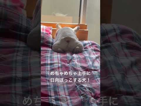 めちゃめちゃ上手に日向ぼっこする犬！ #shorts