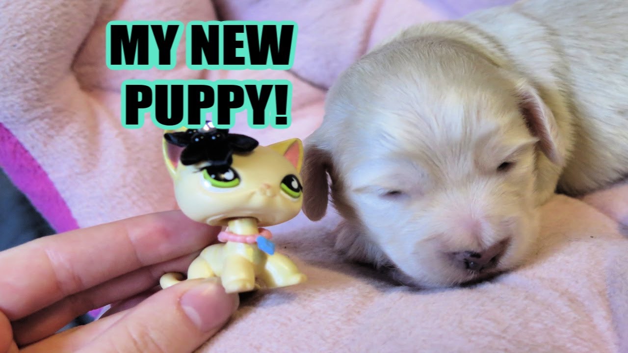 Meet My 2 Week Old Puppy! LightningLpsTV YouTube