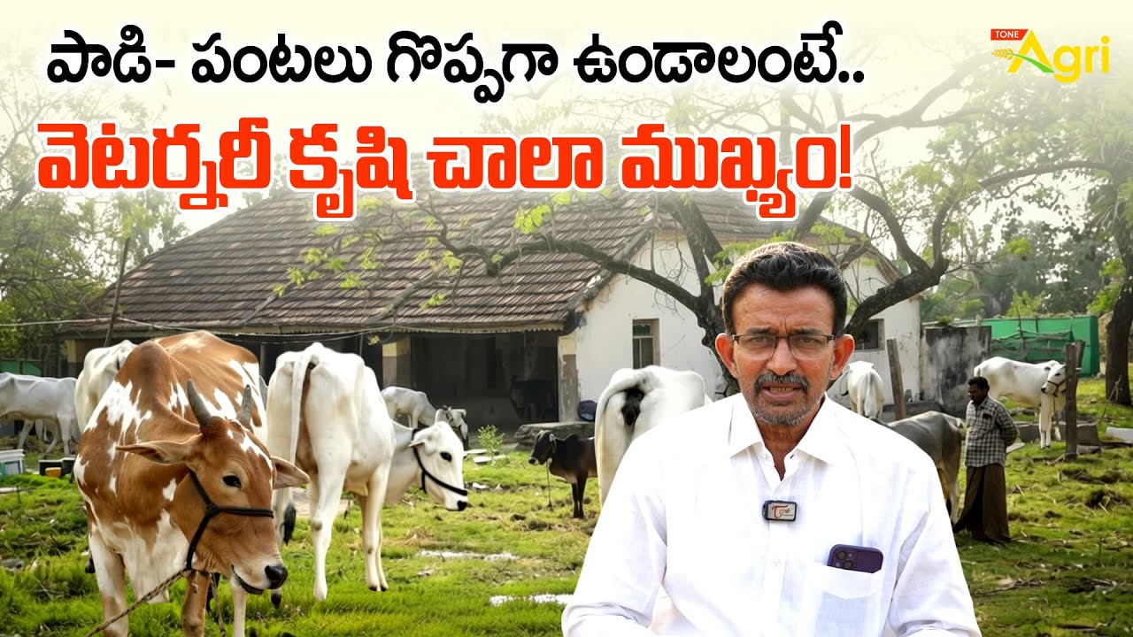 Mukkala Goshala | Srinivasa Rao Cow Farming | పాడి పంటలు గొప్పగా ఉండాలంటే.. | Tone Agri