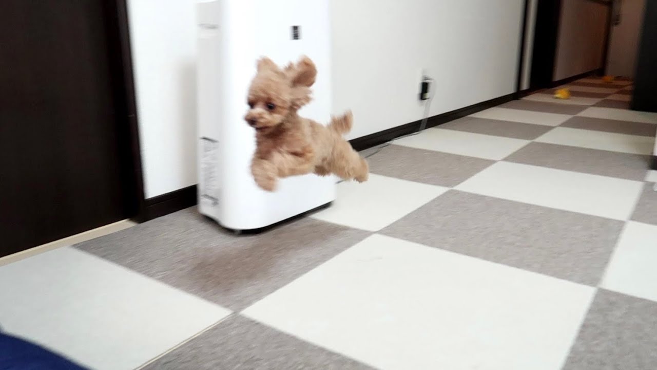 最強の犬は誰だ スポーツワンno1決定戦で優勝する犬 トイプードルのコロン Youtube