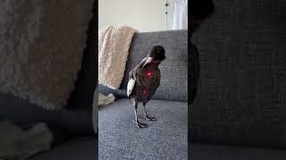 Bird vs Cat toy | funny magpie bestfriends with Giant Goldendoodle Dogs #cute #funny #amazinganimals