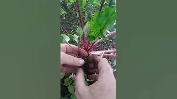 ЧТОБЫ СВЁКЛА БЫЛА КРУПНАЯ В ИЮНЕ! СЕЙТЕ ЕЁ НА РАССАДУ РАННЕЙ ВЕСНОЙ!