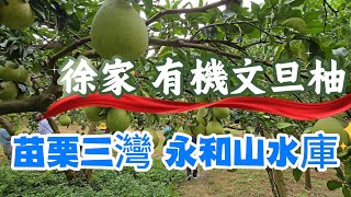 有機文旦柚採果樂 苗栗三灣 永和山水庫徐家柚子園 2025年9月7日
