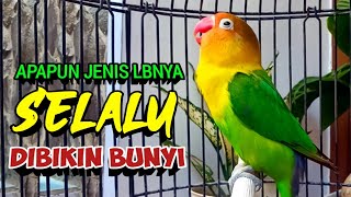Labet Gacor Ngekek Panjang Ini SELALU BIKIN LAWAN BUNYI, Lovebird Apapun Langsung Respon NGEKEK
