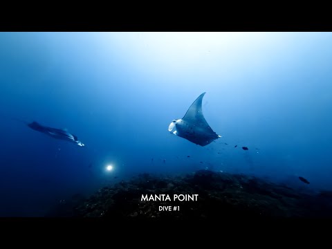 Maldives #01 - Lankan Manta Point  [North Malé]