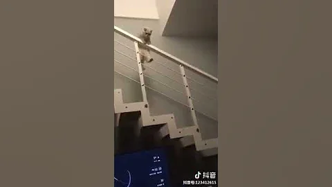 Video 15111: persian american bobtail, american bobtail cat, cat peterbald chausie, japanese bobtail snowshoe cat, manee cat, kitten playing