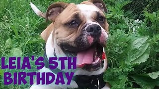 LEIA'S 5TH BIRTHDAY | Bulldog Birthday |