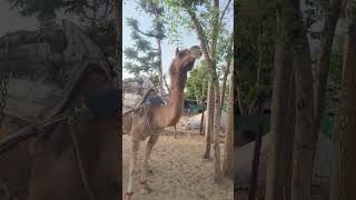 Rajasthani Song Trending Video Real Ytshort Video
