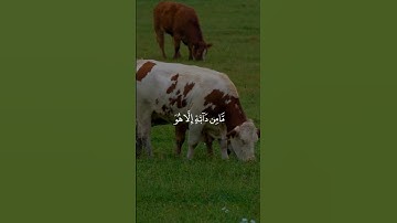 #quranic #اكسبلور #quran #دويتو #تيك_توك #القرآن_الكريم #cat #تلاوة_خاشعة #duet #قرآن