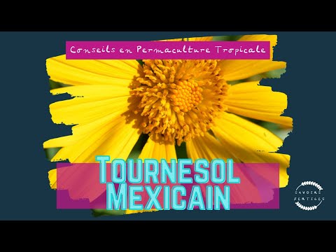 Vidéo: Mexican Sunflower Care - Informations sur les plantes de tournesol mexicain Tithonia
