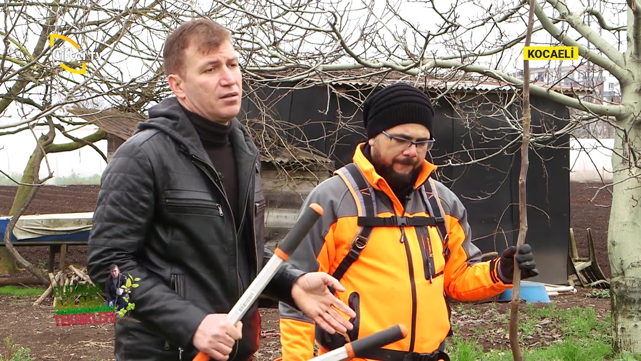 Ceviz Fidanı Dikimi ve Yapılması Gerekenler - BUDAMA AŞILAMA TEKNİKLERİ / Çiftçi TV